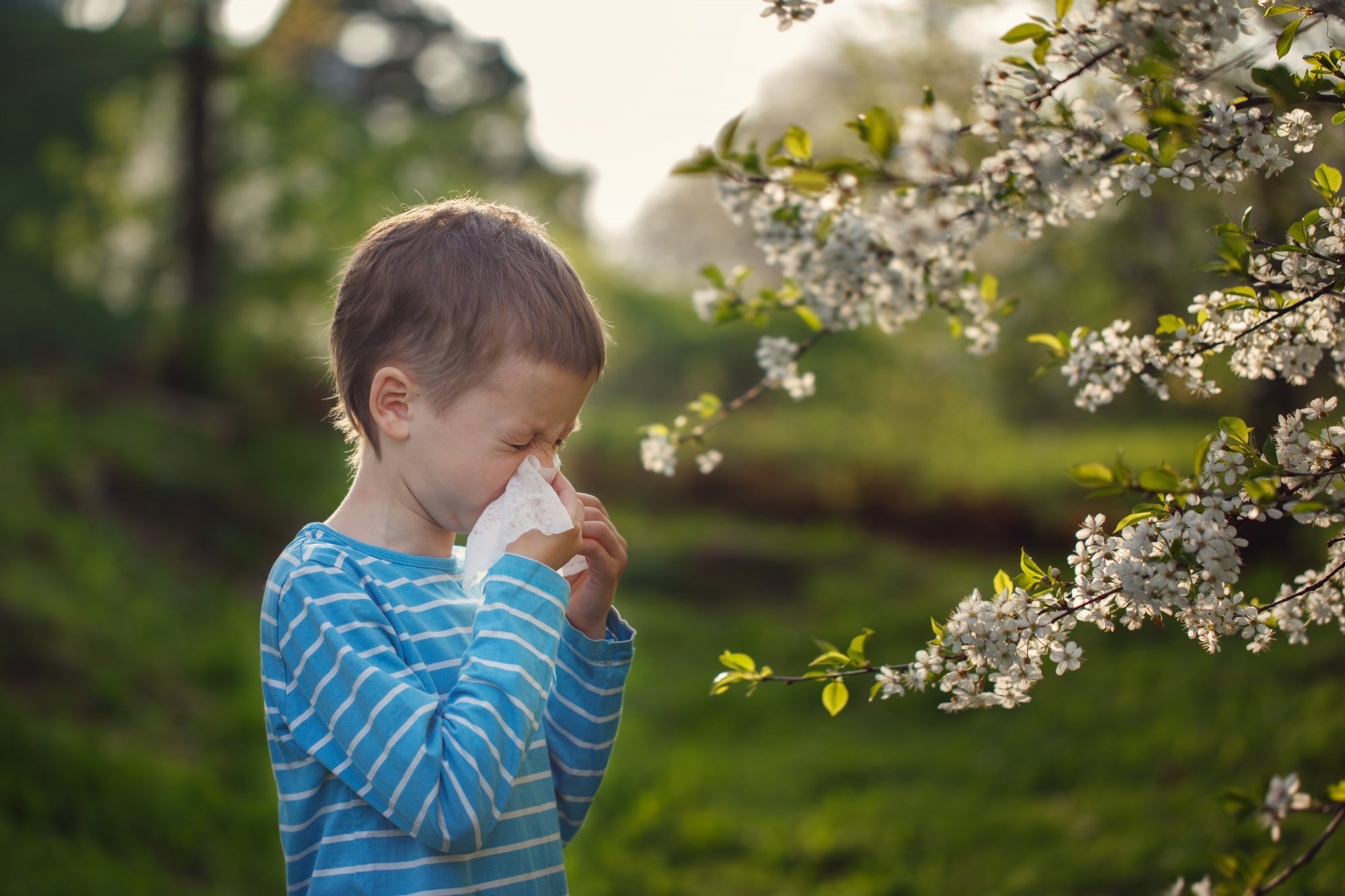 Allergien: Wenn das Immunsystem protestiert